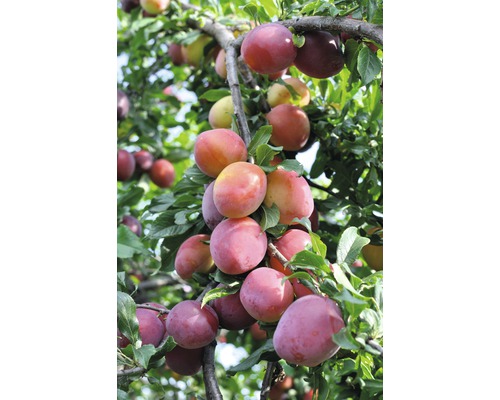 Pflaume FloraSelf Prunus persica 'Königin Viktoria' H 100-150 cm Co 6 L selbstfruchtend Pflaume FloraSelf Prunus persica 'Königin Viktoria' H 100-150 cm Co 6 L selbstfruchtend