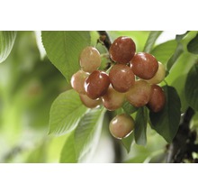 Bio Süßkirsche Terrasse FloraSelf Bio Prunus avium 'Büttners Rote Knorpelkirsche' Stammhöhe ca. 40 cm Gesamthöhe 60-80 cm Co 5 L-thumb-0