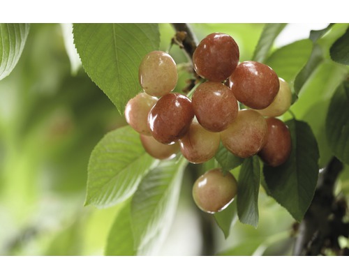 Bio Süßkirsche Terrasse FloraSelf Bio Prunus avium 'Büttners Rote Knorpelkirsche' Stammhöhe ca. 40 cm Gesamthöhe 60-80 cm Co 5 L-0