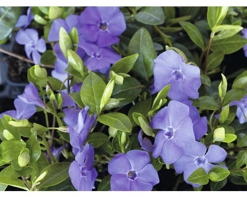 Kleines Immergrün FloraSelf Vinca minor 5-7 Triebe Ø 9 cm Topf Kleines Immergrün FloraSelf Vinca minor 5-7 Triebe Ø 9 cm Topf