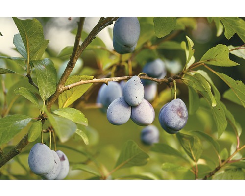 Bio Frühzwetschge FloraSelf Bio Prunus domestica 'Wangenheims Frühe' Stammhöhe ca. 60 cm Gesamthöhe ca. 130-150 cm Co 7,5 L Busch selbstfruchtend