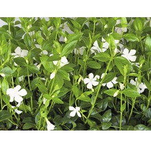 Immergrün Pflanze mit weißen Blüten und grünen Blättern