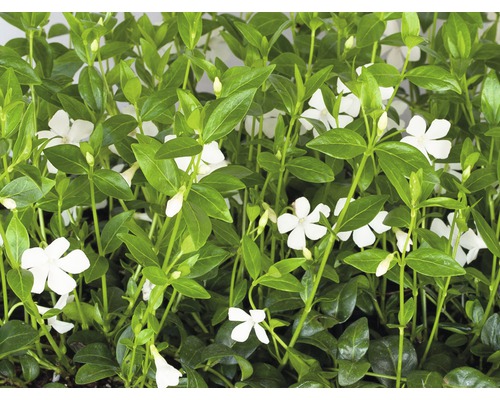 Weißes Immergrün FloraSelf Vinca minor 'Alba' 5/7 Triebe Ø 9 cm Topf Weißes Immergrün FloraSelf Vinca minor 'Alba' 5/7 Triebe Ø 9 cm Topf