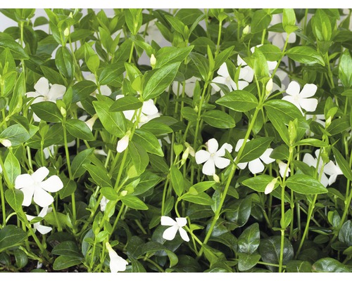 Weißes Immergrün FloraSelf Vinca minor 'Alba' 5/7 Triebe Ø 9 cm Topf