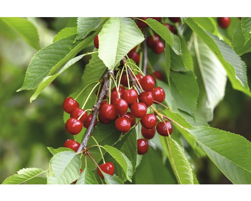 Bio Säulenkirsche Terrasse FloraSelf Bio Prunus avium 'Sylvia' Stammhöhe 40 cm Gesamthöhe ca. 60-80 cm Co 5 L selbstfruchtend