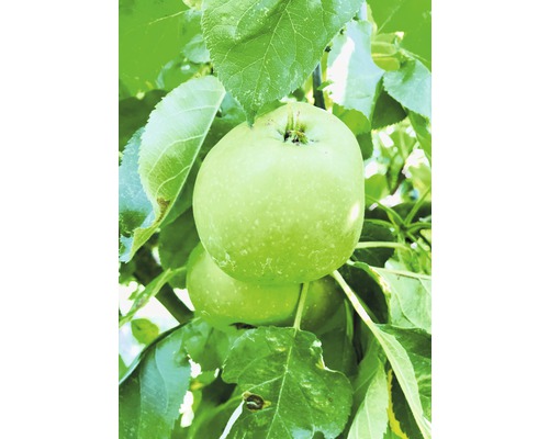 Bio Säulenapfel FloraSelf Bio Malus domestica 'Green Fink' H 130-150 cm Co 7,5 L