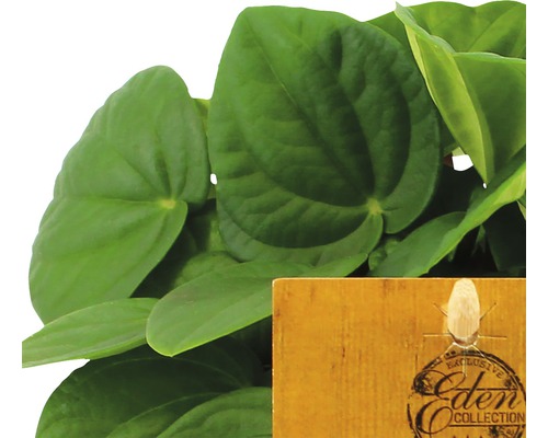 Peperomia Zimmerpflanze mit Eden Collection Etikett