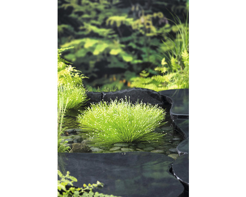 Teichszene mit blühenden Wasserpflanzen, umgeben von Steinen und üppigem Grün