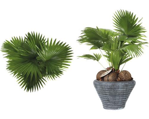 Zwei Fächerpalmen, eine im Topf