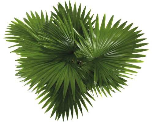 Chinesische Fächerpalme mit gefächerten Blättern