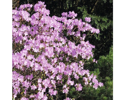 Rhododendron mit rosa Blüten
