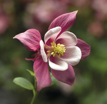 Nahaufnahme einer Akelei Pflanze mit roten und weißen Blüten