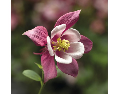Nahaufnahme einer Akelei Pflanze mit roten und weißen Blüten