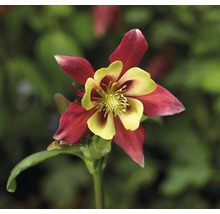 Nahaufnahme einer Akelei-Blume mit roten und gelben Blütenblättern.