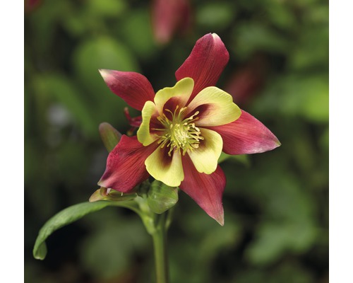 Nahaufnahme einer Akelei-Blume mit roten und gelben Blütenblättern.
