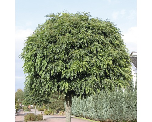 Kugelakazienbaum im Außenbereich