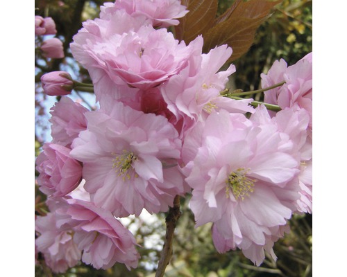 Japanische Blütenkirsche FloraSelf Prunus serrulata 'Kanzan' H 125-150 cm Co 18 L Nahaufnahme von Kirschblüten