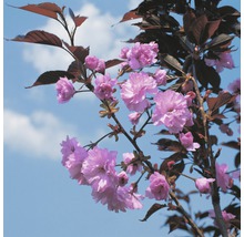 Japanische Nelkenkirsche FloraSelf Prunus serrulata 'Royal Burgundy' H 125-150 cm Co 18 L