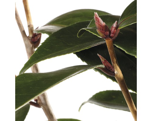 Nahaufnahme einer Kamelie mit Blättern und Knospen