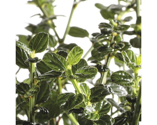 Nahaufnahme einer Myrte mit kleinen Blättern