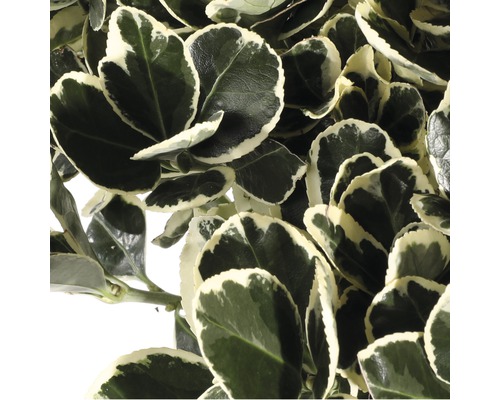 Immergrüner Spindelstrauch mit panaschierten Blättern