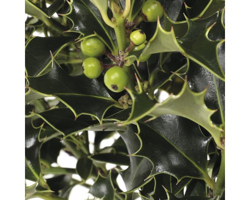 Stechpalme mit Blättern und Früchten