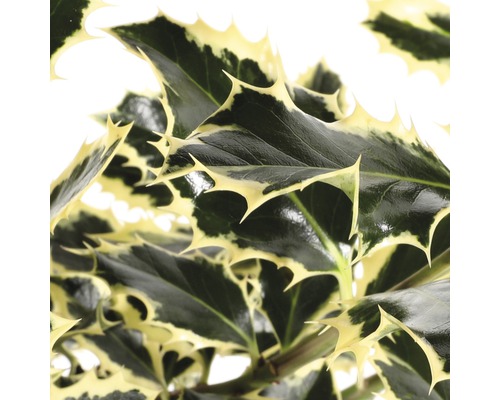 Stechpalme mit stacheligen Blättern