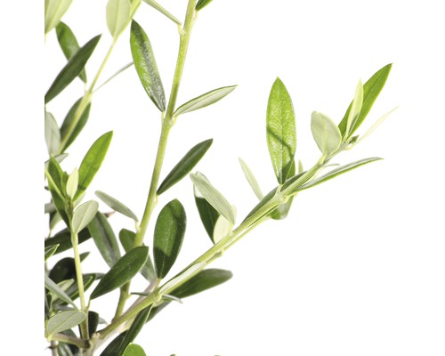 Nahaufnahme von Olivenbaumzweigen mit Blättern