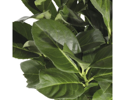 Im Bild sind die Blätter eines Kirschlorbeers zu sehen.