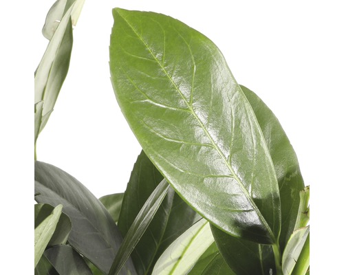 Nahaufnahme der Blätter einer Zimmerpflanze