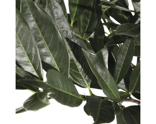 Nahaufnahme von Lorbeerblättern