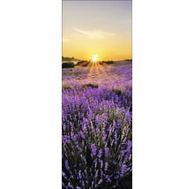 Lavendelfeld bei Sonnenaufgang