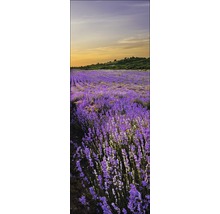 Ein Feld mit blühendem Lavendel unter einem bewölkten Himmel.