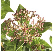 Nahaufnahme einer Viburnum-Pflanze mit Knospen und Blättern