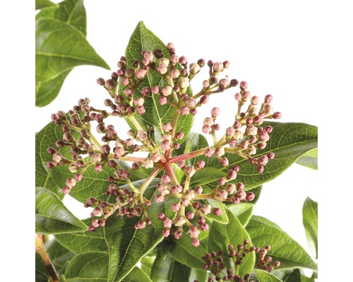 Nahaufnahme einer Viburnum-Pflanze mit Knospen und Blättern