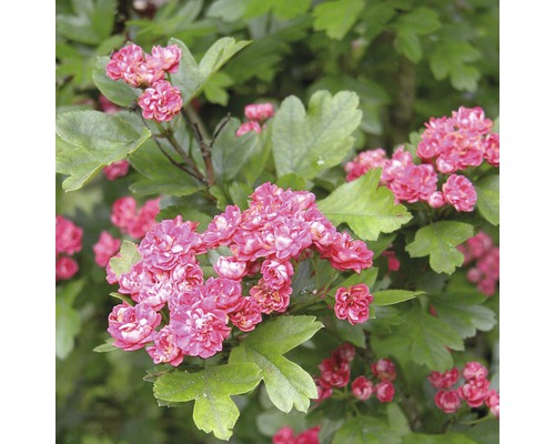 Echter Rotdorn FloraSelf Crataegus laevigata 'Paul's Scarlet' H 125-150 cm Co 18 L Blühender Zierstrauch mit rosafarbenen Blüten und grünen Blättern.