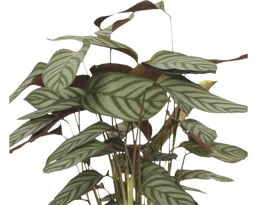 Pfeilwurz Zimmerpflanze mit gestreiften Blättern