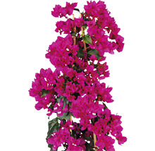 Bougainvillea auf einem Rankgerüst
