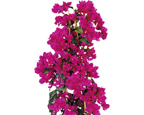 Bougainvillea auf einem Rankgerüst
