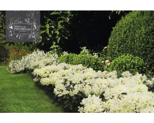 Garten mit Dufthecke und Rasenfläche