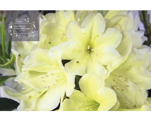 Nahaufnahme von Rhododendronblüten