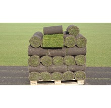 Rollrasen Premium-Rasen Bestellmenge 50 - 99 m² tagesfrisch geschält-thumb-10 Rollrasen Premium-Rasen Bestellmenge 50 - 99 m² tagesfrisch geschält-thumb-10