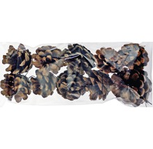 Kiefernzapfen im durchsichtigen Beutel für Dekoration