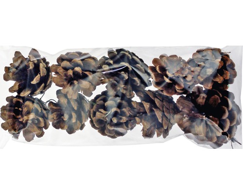 Kiefernzapfen im durchsichtigen Beutel für Dekoration