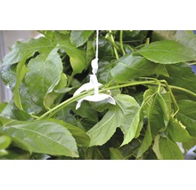 Nahaufnahme von Passionsblumenblättern mit Halterung