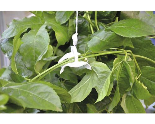 Nahaufnahme von Passionsblumenblättern mit Halterung