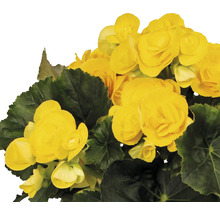 Begonie mit gelben Blüten und grünen Blättern