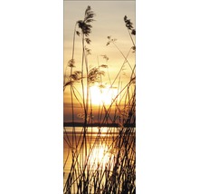 Schilf im Sonnenuntergang