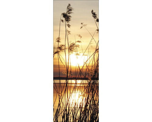 Schilf im Sonnenuntergang