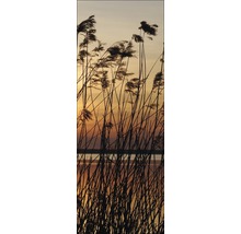 Schilfgras am See bei Sonnenuntergang